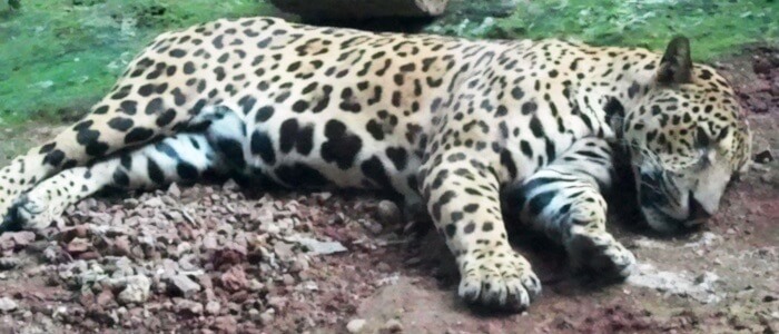 Jaguar