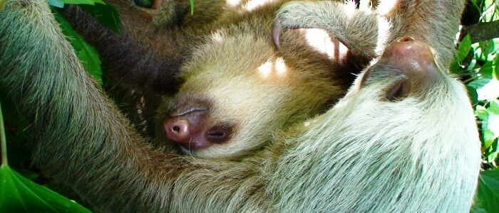 sloths in the rainforest of costa rica