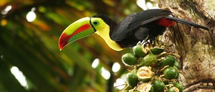 Rainforest Animals in Costa Rica and other wildlife