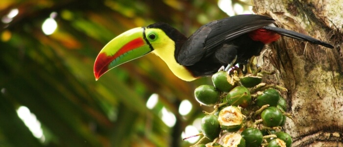 beautiful toucan in the costa rica rainforest 