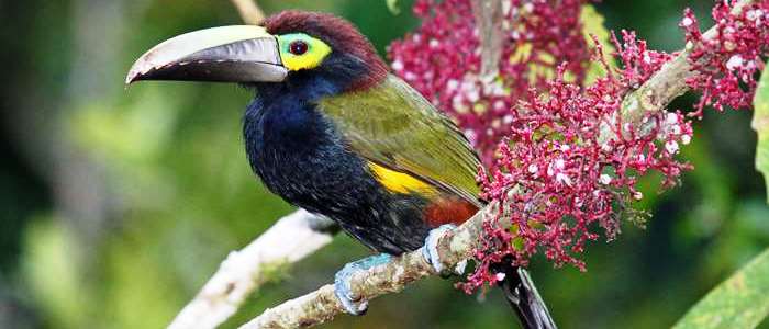 And the last but not the least important is the yellow eared toucanet