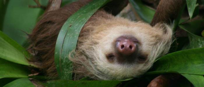 see monkeys and sloths during your trip to costa rica