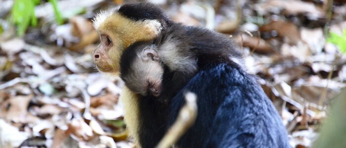 Beautiful baby Capuchin monkey and its mother