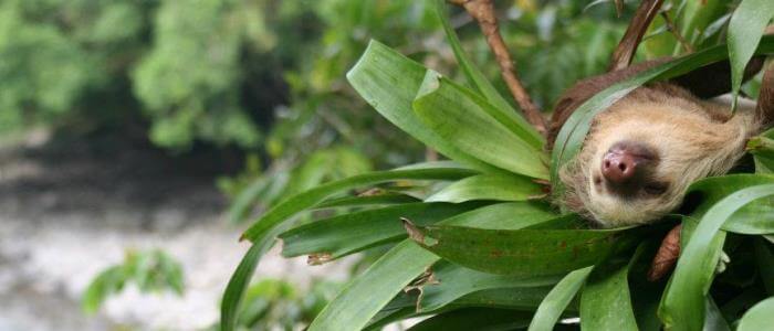 Wildlife in the rainforest 