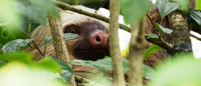 Sloth in Tortuguero