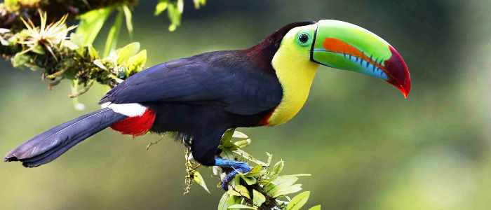 6 different species of toucan can be seen in Costa Rica