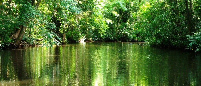 visit tortuguero national park when touring around costa rica