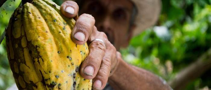 cocoa tours like the one at tirimbina rainforest center