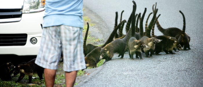 Wildlife in Costa Rica