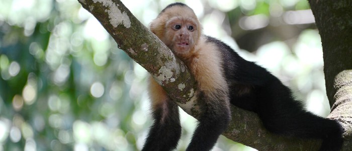 Other national park that we cannot leave behind is Tortuguero