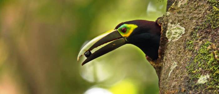 the fauna found in the braulio carrillo national park is the most varied in costa rica