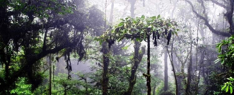 tours from monteverde cloudforest