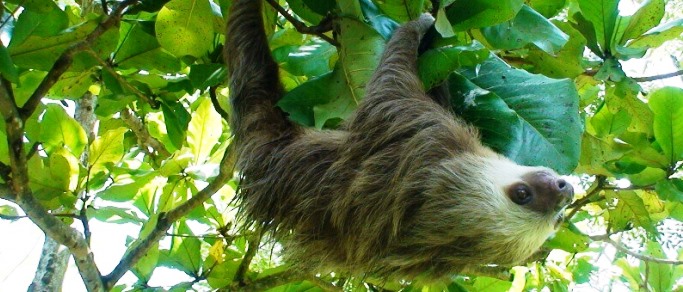 cano negro wildlife safari tour sloth