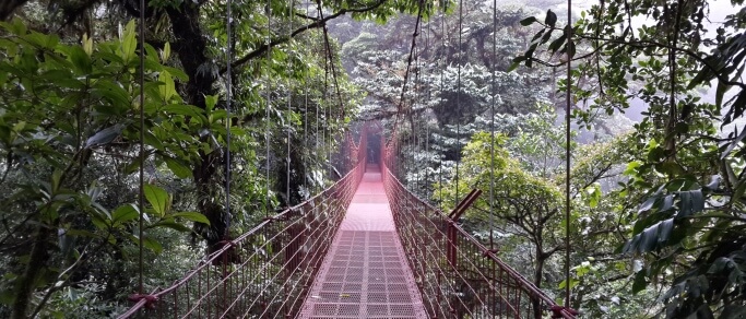 hanging bridge at the monteverde cloud forest reserve