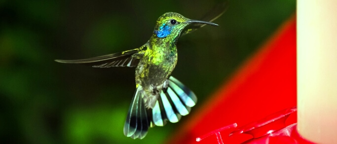 hummingbirds gallery