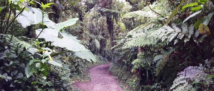 monteverde cloud forest reserve nature hike