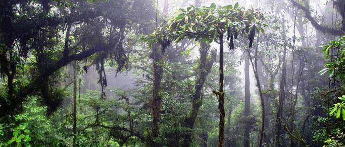 monteverde cloud forest reserve tour from santa elena