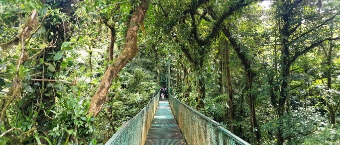 monteverde hanging bridges cloud forest tour