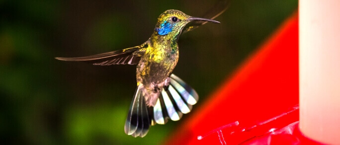 monteverde hanging bridges trip hummingbirds