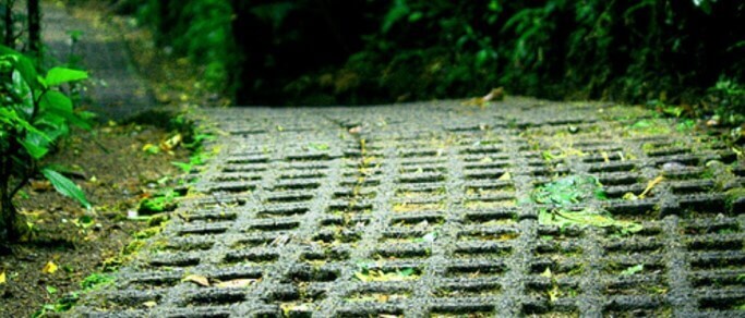 monteverde hanging bridges trip nature trails