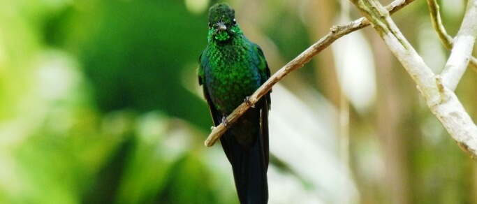 monteverde hummingbird gallery