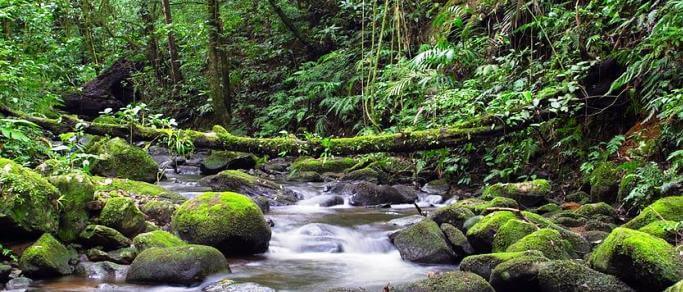 river at monteverde cloud forest reserve