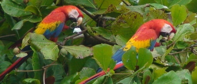 scarlet macaws in manuel antonio national park