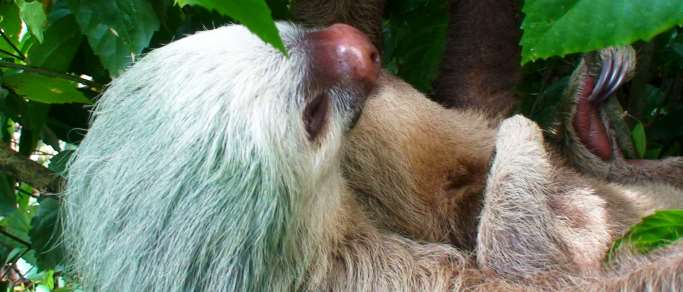 sloth in the forest of costa rica