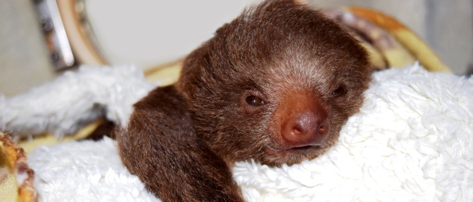 Sloth Sanctuary & Cahuita National Park One Day Tour from San Jose