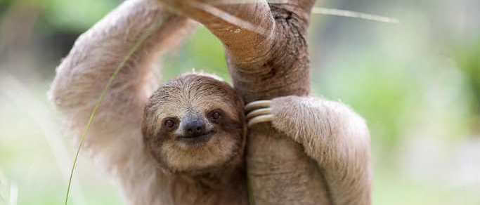 sloths experience indigenous tribe tour